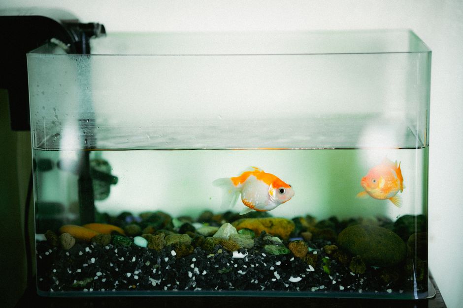 Vonkajší akváriový filter JBL CristalProfi