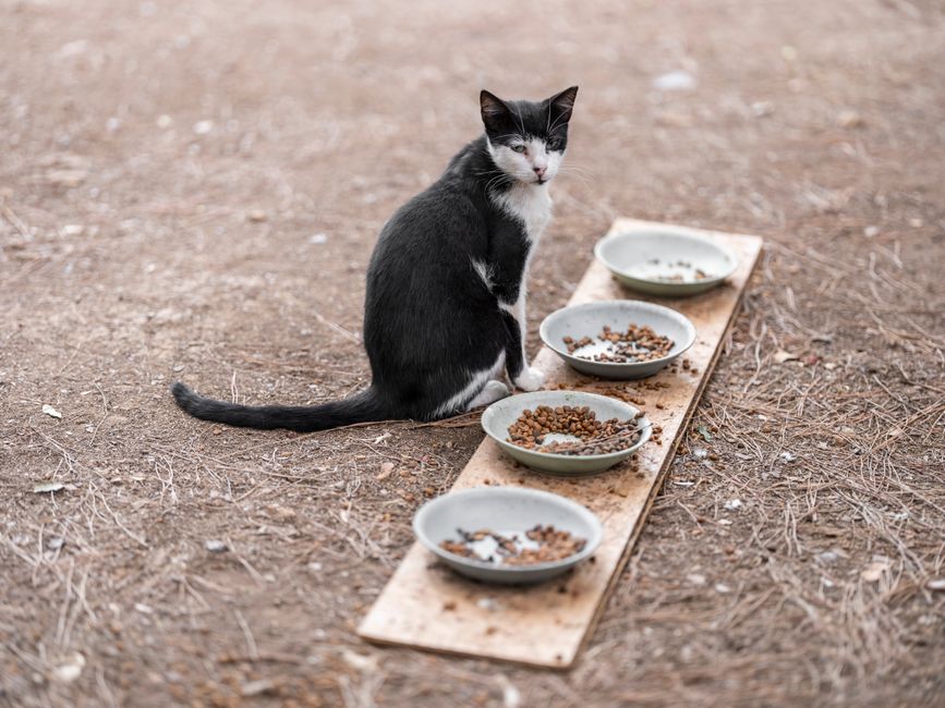 Granule Royal Canin Indoor pre mačky